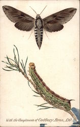 Pine Hawk Moth and Caterpillar Postcard Postcard