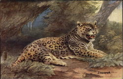 Jaguar in the Wild Tuck's Oilette Series Postcard Postcard