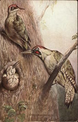 Green Woodpecker Birds Postcard Postcard