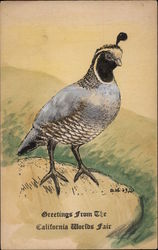 California Quail on a Rock Birds Postcard Postcard