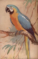 The Blue & Yellow Macaw Birds Postcard Postcard