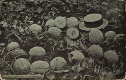 One hill of Rocky Ford cantaloupes Fruit Postcard Postcard