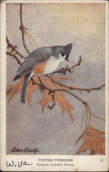 Tufted Titmouse Postcard