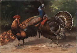 Chicken, Turkey and Peacock Postcard