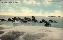 A Walrus Herd in the Arctic Postcard Postcard