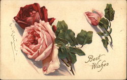 Pink and Red Rose Blossoms Flowers Postcard Postcard