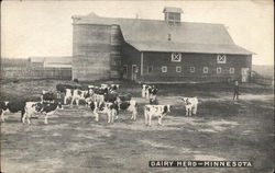 Dairy Herd and Farm in Minnesota Cows & Cattle Postcard Postcard