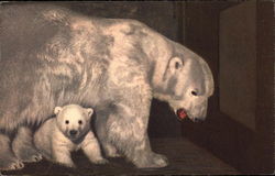 Polar Bear and Cub Postcard