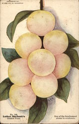 Luther Burbank's Golden Plums Postcard