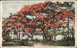 Royal Ponciana Tree Postcard