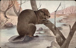 Canadian Beaver Nibbling a Branch Postcard