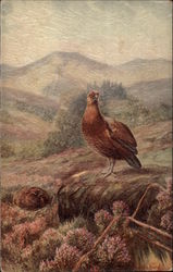 Red Grouse Birds Postcard Postcard