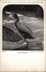 The Cormorant From the Gardens of the Zoological Society of London Birds Postcard Postcard