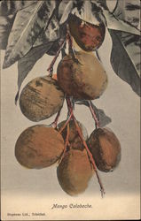 Mango Calabache Fruit Postcard Postcard