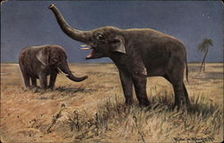 Two Elephants standing in Grassland Postcard