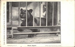 Black Jaguar Postcard Postcard