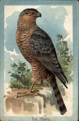 The Kestrel Hawk Postcard