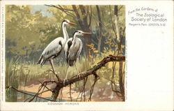 Common Herons Postcard