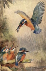 Kingfisher and Young Postcard