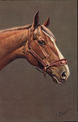 Brown Horse with Bridle Postcard