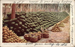 Rocky Ford, (Colo.) Melon Pile Postcard