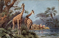 Two Giraffes at a Watering Hole Postcard Postcard