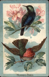 Humming Birds Postcard