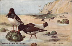 Oyster-Catcher or Sea-Pie Postcard