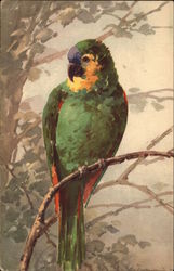 Green and Yellow Parrot Birds Postcard Postcard