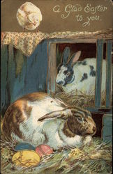 Two Rabbits in a Hutch with Eggs and a Chick With Bunnies Postcard Postcard