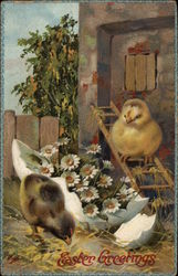 Easter Greetings - Chicks Postcard