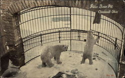 Polar Bear Pit Postcard