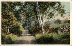 Mountain Birches Postcard