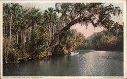 Arch Oak on the Tomoka River Ormond Beach, FL Postcard Postcard