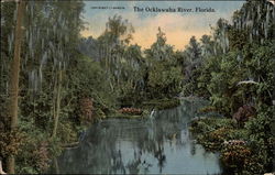 The Ocklawaha River Postcard