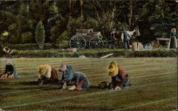 Cranberry Picking Postcard