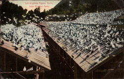 Los Angeles Pigeon Farm, Near Elysian Park Postcard