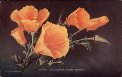 Poppy, California State Flower Postcard