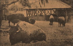 Buffalo at Golden Gate Park Postcard