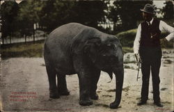 Countess Heine - Elephant, Washington Park Postcard