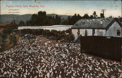 Pigeon Farm Postcard