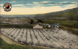 Fruit Orchard at Lewiston, Idaho-Clarkson, Washington Postcard