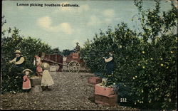 Lemon Picking Southern California Postcard