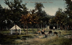 Deer Park Fort Worth, TX Postcard Postcard