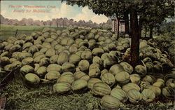 Florida Watermelon Crop Ready for Shipment Fruit Postcard Postcard