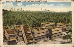 Pineapple Groves along the East Coast Postcard