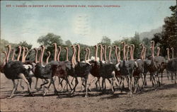 Passing In Review at Cawston's Ostrich Farm Postcard