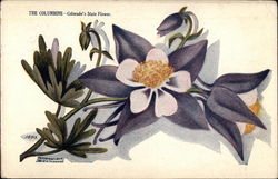 The Columbine - Colorado's State Flower State Flowers & Seals Postcard Postcard