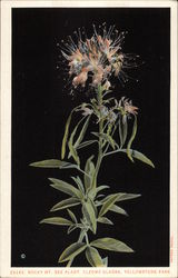 Rocky Mt. Bee Plant - Cleome Glabra - Yellowstone Park Postcard