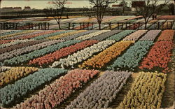 Bulb Field of Holland Bulbs Benelux Countries Postcard Postcard